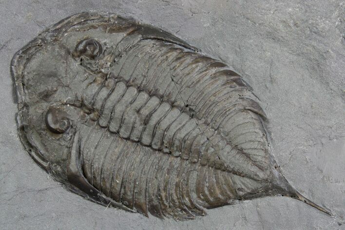 Dalmanites Trilobite Fossil - New York #357144
